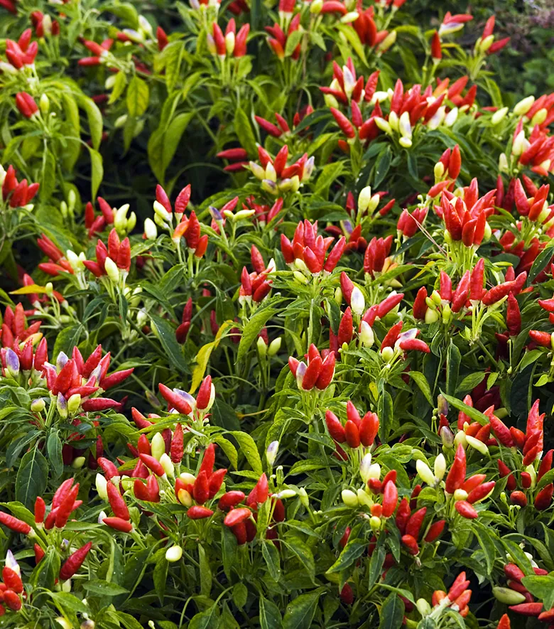 Red chili peppers in Villa Maria’s organic garden